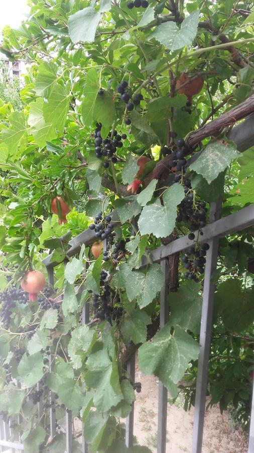 Домик У Куры Hotel Tbilisi Luaran gambar